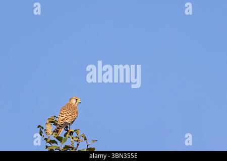 Kestrel seduto sulla cima di un albero in una giornata estiva di sole Foto Stock