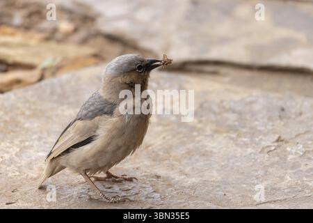 tessitore sociale con tetto grigio (Pseudonigrita arnaudi) in Serengeti in Tanzania, Africa orientale Foto Stock