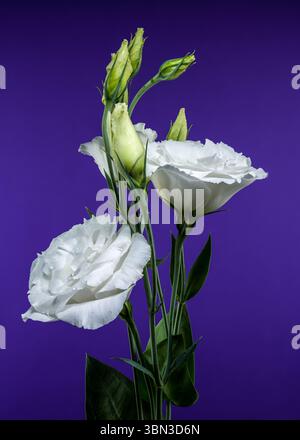 Splendidi fiori di eustoma bianco e boccioli chiusi sono esposti in un ambiente ricco e profondo viola Foto Stock