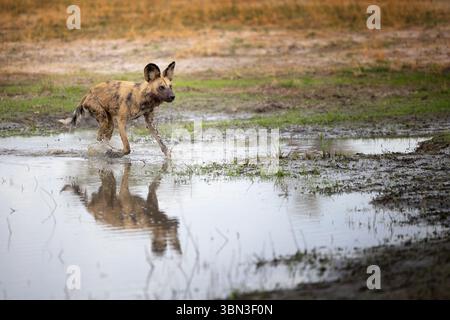 Un cane selvatico africano corre attraverso l'acqua e segue il suo branco durante la caccia, Botswana, Africa meridionale Foto Stock