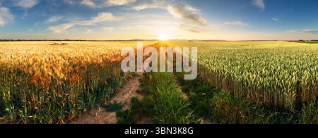 Il frumento si rifugiarono panorama con albero al tramonto, paesaggio rurale - Agricoltura Foto Stock