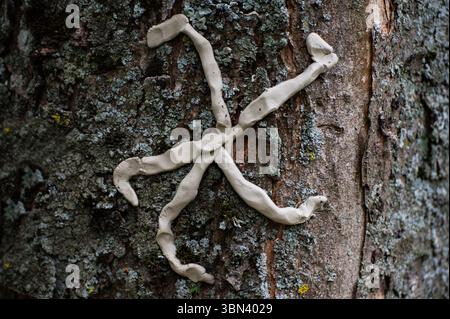 Faccia di mostro sull'albero con spine e verruche affilate. Spirito degli alberi e concetto di fantasia. Spiriti pagani, rituali 20 Foto Stock