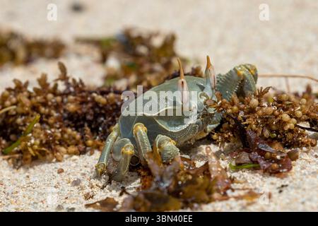 Un granchio fantasma con lunghe gambe si erge su sabbia asciutta vicino alle alghe sulla spiaggia delle Seychelles sotto la luce del sole. Foto Stock