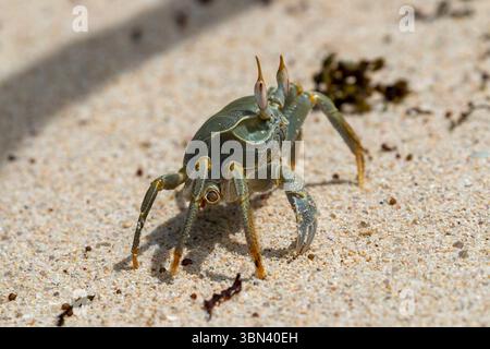 Un granchio fantasma con gli occhi puntati si erge sulla sabbia bagnata vicino alle alghe sulla spiaggia delle Seychelles sotto una luce naturale brillante. Foto Stock