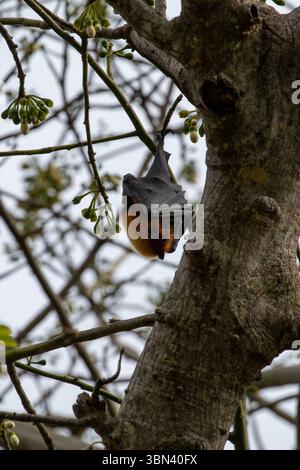 Un pipistrello di frutta delle Seychelles è appeso a testa in giù da un ramo di albero in una foresta tropicale sull'isola di Mahe, alle Seychelles, sotto la luce naturale del giorno Foto Stock