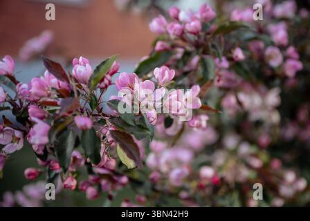 Fiori rosa di un melo ornamentale con un morbido sfondo urbano Foto Stock