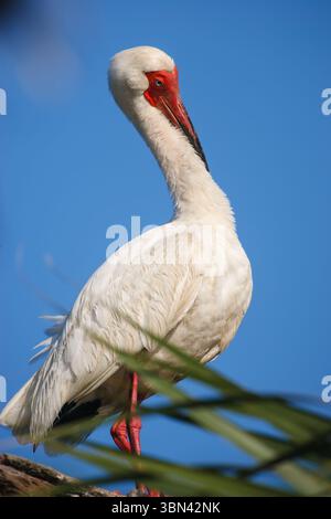 Uno Scarlet Ibis che si erge su uno sfondo blu Foto Stock
