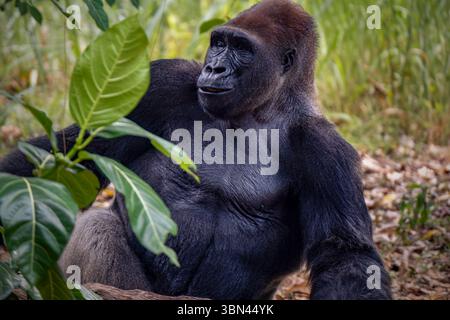 I gorilla sono erbivori, principalmente grandi scimmie che abitano a terra Foto Stock