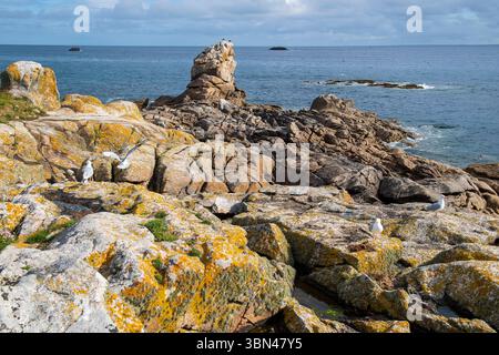 Francia . Bretagna. Finistere. Ile de Sein. Foto Stock