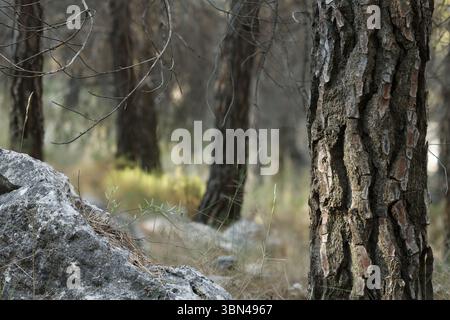 Sfondo boschivo offuscato incorniciato da un albero e una roccia con messa a fuoco impilata, Alcoy, Spagna Foto Stock