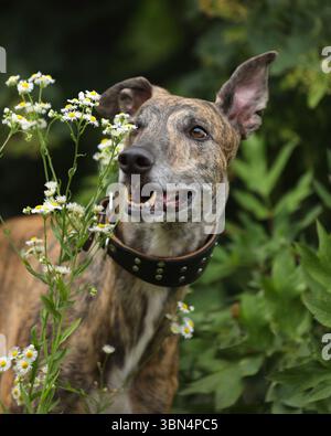 Ritratto del levriero colorato brindle all'aperto Foto Stock