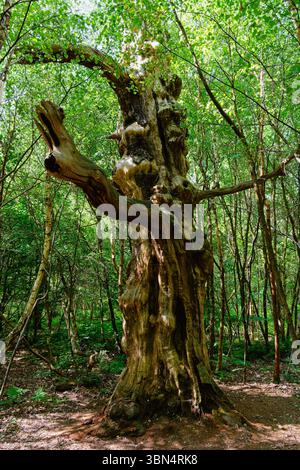 Un'antica quercia in decadenza circondata da alberelli nella foresta di Sherwood. Foto Stock