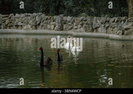 Due cigni neri e due cigni bianchi che nuotano pacificamente in uno stagno circondato da un muro di pietra Foto Stock