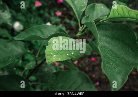 Gocce di pioggia sull'albero di magnolia con foglie verdi dopo la stagione della fioritura. Messa a fuoco selettiva. Contenuto piovoso Foto Stock