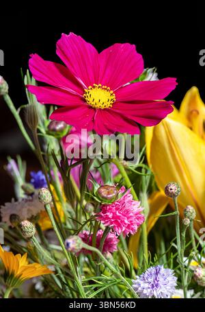 Vista ravvicinata di un fiore rosa Cosmos bipinnatus sullo sfondo colorato. Foto Stock