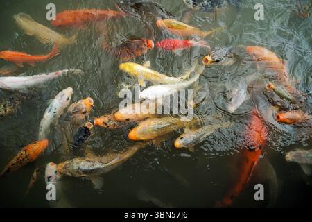 pesci koi colorati che nuotano nello stagno Foto Stock