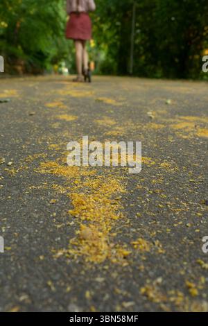 Una ragazza su uno scooter corre lungo un vicolo nel parco. Un bambino cavalca uno scooter nel parco. Ragazza su uno scooter Foto Stock
