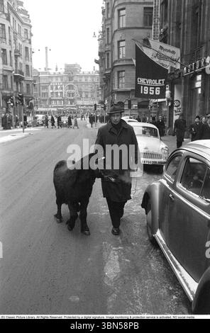 Il piccolo cavallo in strada 1953. Un uomo sta guidando un piccolo cavallo sulla trafficata strada di Kungsgatan nel centro di Stoccolma un Opel Rekord 1956 è parcheggiato nella strada. Sullo sfondo Stureplan con la sua banda con insegne al neon, quindi è il posto più costoso per inserire una pubblicità. Foto Stock