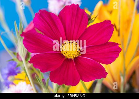 Vista ravvicinata di un fiore rosa Cosmos bipinnatus sullo sfondo colorato. Foto Stock