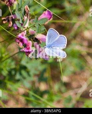 Puktörneblåvinge Polyommatus Icarus Common Blue Foto Stock