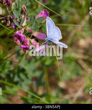 Puktörneblåvinge Polyommatus Icarus Common Blue Foto Stock