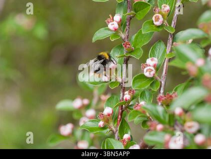 Bumblebee Bombus Pratorum su Cotoneaster divaricatus Foto Stock