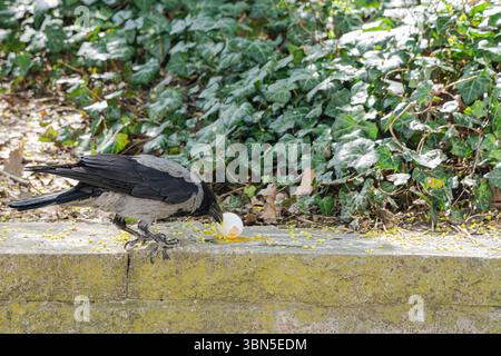 Un corvo incappucciato (Corvus cornix) si sta nutrendo attivamente da un uovo rotto su una sporgenza di pietra in un parco cittadino verdeggiante. Il momento viene catturato durante l'azione. Foto Stock