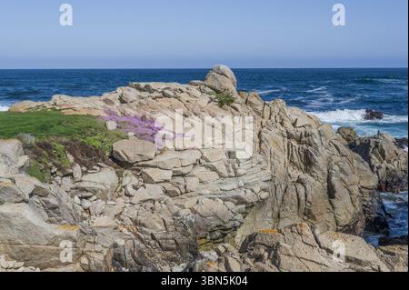 Un mosaico di colori sulla costa californiana: Fiori selvatici fioriscono vicino a Monterey in una sinfonia di viola, giallo e bianco, che riecheggia il fugace bri della primavera Foto Stock
