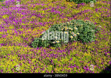 Un mosaico di colori sulla costa californiana: Fiori selvatici fioriscono vicino a Monterey in una sinfonia di viola, giallo e bianco, che riecheggia il fugace bri della primavera Foto Stock