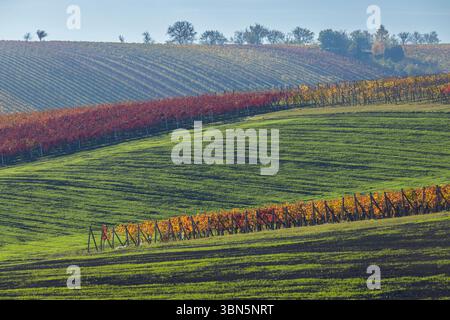 Colline ondulate e vigneti che mostrano vibranti colori autunnali a Pritluky, in Cechia Foto Stock
