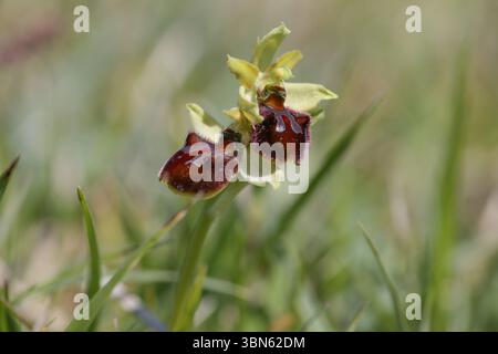 Inizio Spider Orchid - Ophrys sphegodes Foto Stock