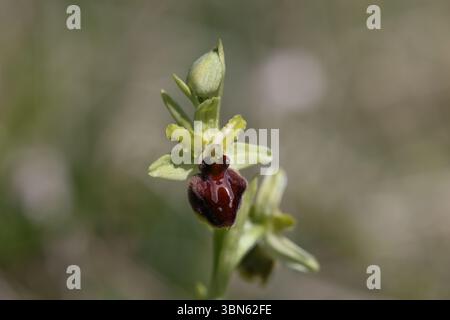 Inizio Spider Orchid - Ophrys sphegodes Foto Stock