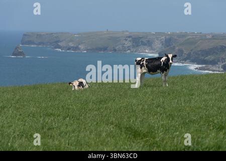 Mucche da latte sulla cima di una scogliera, a nord della Cornovaglia Foto Stock