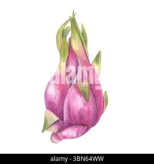 Illustrazione in acquerello di pitahaya rosa con punte verdi fresche sfondo isolato. Succoso ed esotico cactus di Dragon Fruit per un design gastronomico tropicale Foto Stock