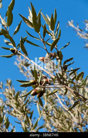 Il ramo di Quercus ilex si chiude Foto Stock