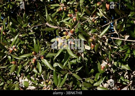 Il ramo di Quercus ilex si chiude Foto Stock