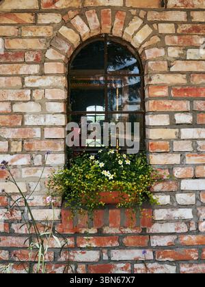 Finestra ad arco in mattoni con scatola di fiori su una facciata rustica di un edificio. Dettagli architettonici tradizionali con vegetazione, Varsavia, Polonia. Foto Stock