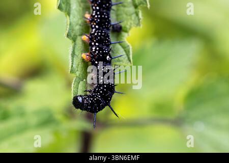Bruco della farfalla pavone Foto Stock