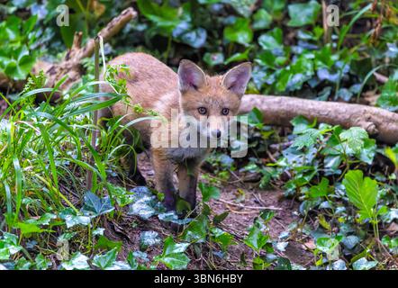 Cucciolo di volpe o kit "Vulpes vulpes" con il viso carino tra il sottobosco verde nella foresta. Adorabile giovane animale selvatico a Dublino, Irlanda Foto Stock