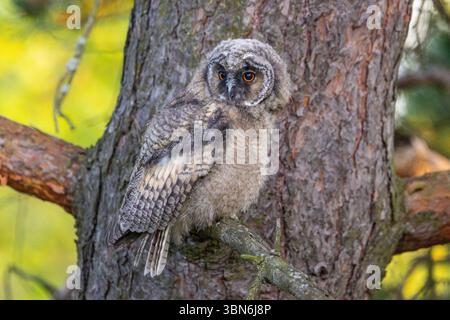 Asio otus (gufo dalle orecchie lunghe) Foto Stock