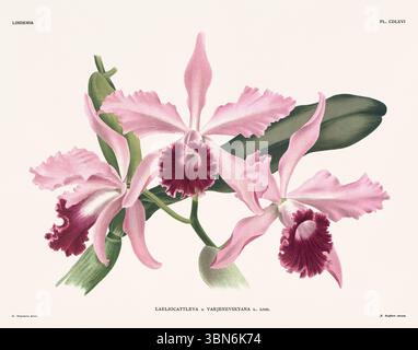 Fiori di orchidea illustrazione di laeliocattleya. design floreale del xix secolo. Antica opera botanica francese. CA 1890. Foto Stock