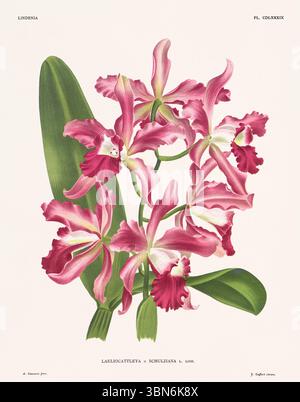 Fiori di orchidea illustrazione di laeliocattleya. design floreale del xix secolo. Antica opera botanica francese. CA 1890. Foto Stock