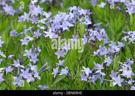 Blu pallido Amsonia «Blue Ice» bluestar in fiore. Foto Stock