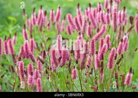 Punte rosa di Sanguisorba «Blackthorn», note anche come burnet, in fiore. Foto Stock