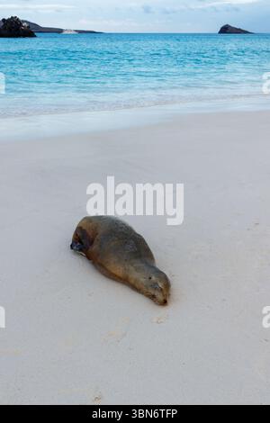 Leone marino adagiato su una spiaggia sabbiosa con acqua turchese a Gardner Bay sull'isola Espanola, nel parco nazionale delle Galapagos, Ecuador. Foto Stock