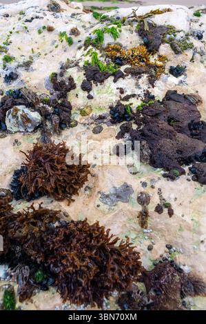 Una roccia ricoperta di vari tipi di piante e alghe. Le piante sono verdi e marroni, e la roccia è coperta da uno spesso strato di muschio Foto Stock