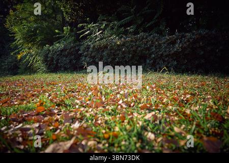 Sunny Autumn Day Foto Stock