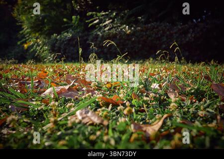 Sunny Autumn Day Foto Stock