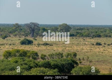 Vista del paesaggio con la maggior parte di Camelthorn (Acacia erioloba), un albero di Baobab e alberi di Mopane dalle dune di sabbia nella zona di Savuti nella Chobe Nationa Foto Stock