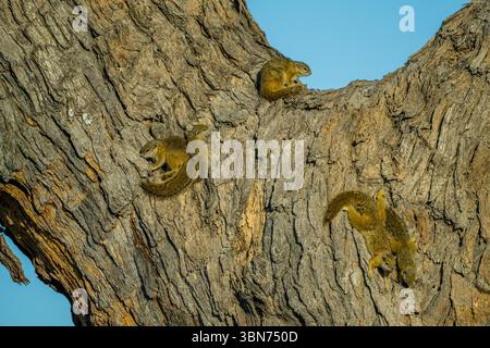 Un gruppo di scoiattoli di bosco di Smith (Paraxerus cepapi), noto anche come scoiattolo dai piedi gialli o scoiattolo di alberi, che si riscaldano su un albero al mattino Foto Stock